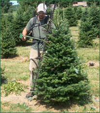 Pleasant Valley Tree Farm - Trimming Trees