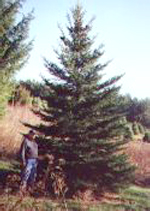 Pleasant Valley Tree Farm - VT State Christmas Tree